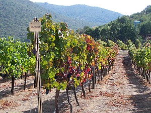 Weinberge